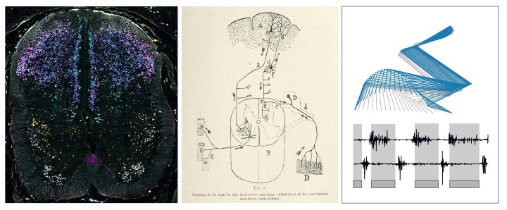 Spinal cord formation, function, and beyond | Okinawa Institute of